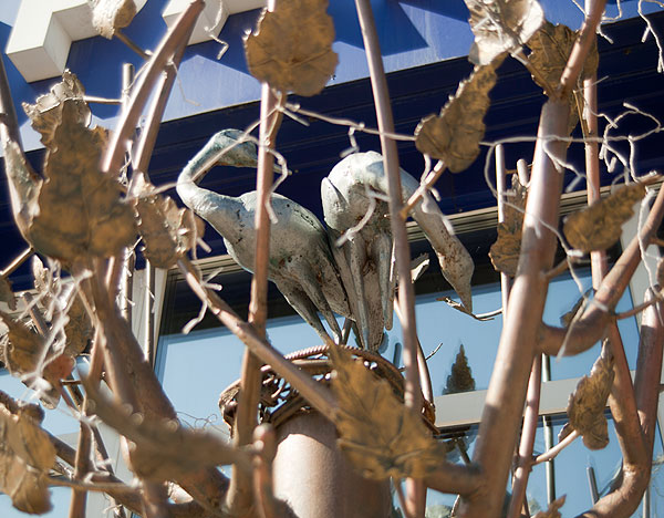 гнездо в кроне